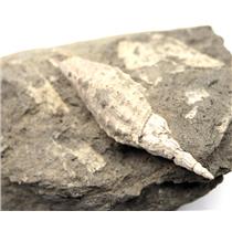 Gastropod Fossil Upper Cretaceous Baja California 18o #17441