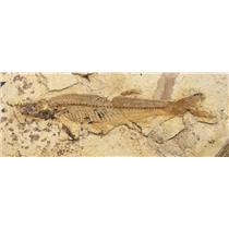 Iquius Fish Fossil RARE Miocene 16 MYO Japan 24o #17443
