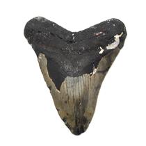 MEGALODON TOOTH Fossil SHARK 4.990 inches -Up to 25 Million Years Old #17499