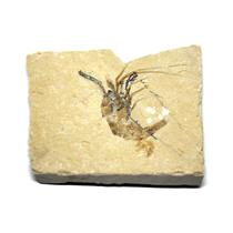 Carpopenaeus Genuine Fossil Shrimp Prawn 95 MYO 6o  #17507