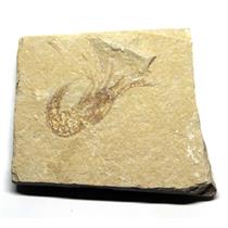 Carpopenaeus Genuine Fossil Shrimp Prawn 95 MYO 6o  #17511