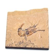 Carpopenaeus Genuine Fossil Shrimp Prawn 95 MYO 6o  #17514