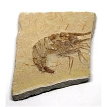 Carpopenaeus Genuine Fossil Shrimp Prawn 95 MYO 6o  #17518
