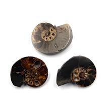 Ammonite Hoploscaphites Lot of 3 Fossil Montana 100 MYO w/label #17547