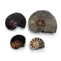 Ammonite Hoploscaphites Lot of 4 Fossil Montana 100 MYO w/label #17559