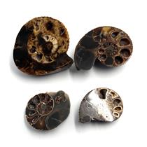 Ammonite Hoploscaphites Lot of 4 Fossil Montana 100 MYO w/label #17560