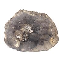 Ammonite Fossil 7 1/2 inches #17579