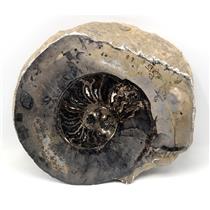 Ammonite Fossil 10 inches #17612