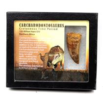 CARCHARODONTOSAURUS Dinosaur Tooth 2.094" Fossil African T-Rex #17617