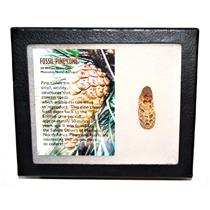 Pine Cone Fossil w/ Display Box #14035
