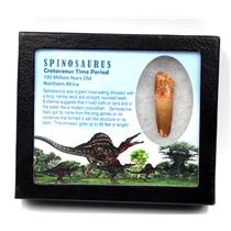 Spinosaurus Dinosaur Tooth Fossil 2.085 inch w/ Info Card 17884