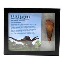 Spinosaurus Dinosaur Tooth Fossil 2.567 inch w/ Info Card 17921