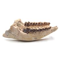 Hyracodon Lower Jaw Fossil 30 Mil Yrs Old #17937