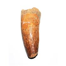 Spinosaurus Dinosaur Tooth Fossil 2.227 inch w/ Info Card & COA E53 #17949