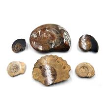 Lot of Fossils Goniatite, Ammonite, Nautilus (6 pieces) 17028