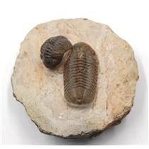 Baby Reedops Trilobite 390 Million Years Old Morocco w/color card  #18026