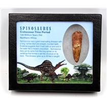 Spinosaurus Dinosaur Tooth Fossil 2.142 inch w/ Info Card 18032