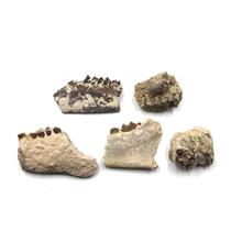 Lot of Oligocene Fossils Oreodont Jaws 30 Million Years Old #18033