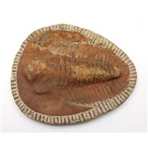 Trilobite Andalusiana Large Moroccan Fossil 520 Million Yrs Old #18036