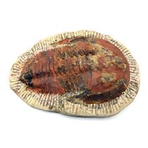 Trilobite Andalusiana Large Moroccan Fossil 520 Million Yrs Old #18056