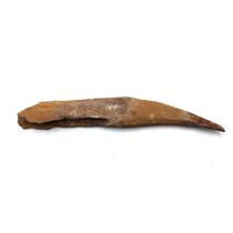 HYBODUS Shark Dorsal Fin Spine Real Fossil 7 inch 18074