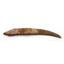HYBODUS Shark Dorsal Fin Spine Real Fossil 7 inch 18075