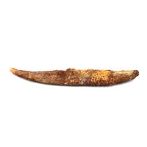 HYBODUS Shark Dorsal Fin Spine Real Fossil 4 inch 18079