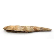 HYBODUS Shark Dorsal Fin Spine Real Fossil 5 1/2 inch 18089