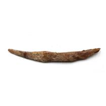 HYBODUS Shark Dorsal Fin Spine Real Fossil 7 inch 18091