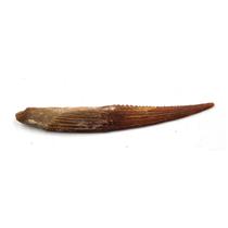 Hybodus Shark Dorsal Fin Spine Real Fossil 3 1/2 inch 18103
