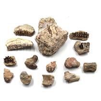 Lot of Oligocene Fossils Oreodont Jaw Sections and Other Bones #18106