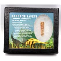 Rebbachisaurus Sauropod Dinosaur Tooth Fossil 1.690 in #18131