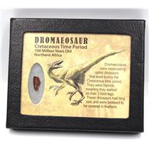 Dromeosaur Raptor Dinosaur Tooth Fossil .645 inch 18133