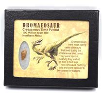 Dromeosaur Raptor Dinosaur Tooth Fossil .632 inch 18134