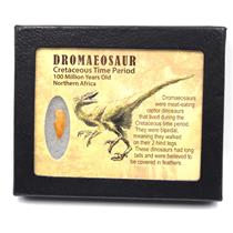 Dromeosaur Raptor Dinosaur Tooth Fossil .787 inch 18135