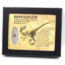 Dromeosaur Raptor Dinosaur Tooth Fossil .469 inch 18136