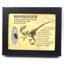 Dromeosaur Raptor Dinosaur Tooth Fossil .551 inch 18137