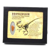 Dromeosaur Raptor Dinosaur Tooth Fossil .709 inch 18139