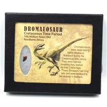 Dromeosaur Raptor Dinosaur Tooth Fossil .350 inch 18140