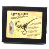 Dromeosaur Raptor Dinosaur Tooth Fossil .573 inch 18142