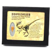 Dromeosaur Raptor Dinosaur Tooth Fossil .636 inch 18144