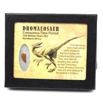 Dromeosaur Raptor Dinosaur Tooth Fossil .590 inch 18146