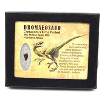 Dromeosaur Raptor Dinosaur Tooth Fossil .416 inch 18151