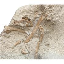 Ischryomys Squirrel Skull  Fossil Oligocene 18153