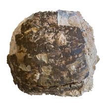 TURTLE Fossil Unprepared  #18154