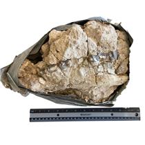 UNPREPARED Hyracodon Upper Skull Fossil  #18155