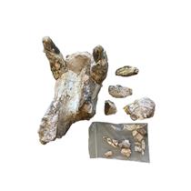 Unprepared Entelodont Lower Jaw Fossil 30 Million Yrs Old 18156