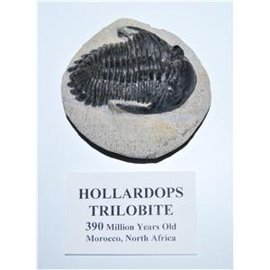 Hollardops Trilobite Fossil 390 Million Years old #13083