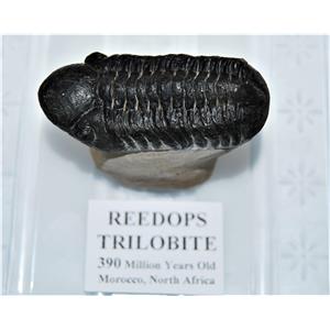 Reedops TRILOBITE Fossil Morocco 390 Million Years old #13326 18o