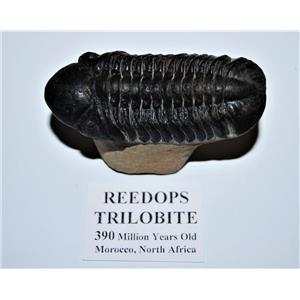 Reedops TRILOBITE Fossil Morocco 390 Million Years old #13335 17o